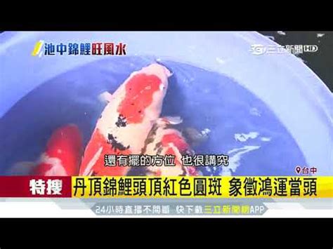 鯉魚招財|【鯉魚招財】家裡養「鯉魚」就能招財？注意這些養殖眉角，財源。